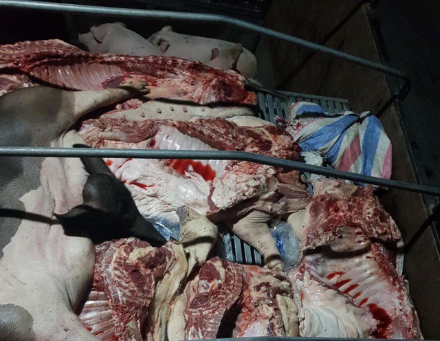 Tiêu dùng & Dư luận - Gần 1 tấn lợn và thịt lợn dương tính với virus dịch tả lợn Châu Phi suýt được tuồn ra thị trường