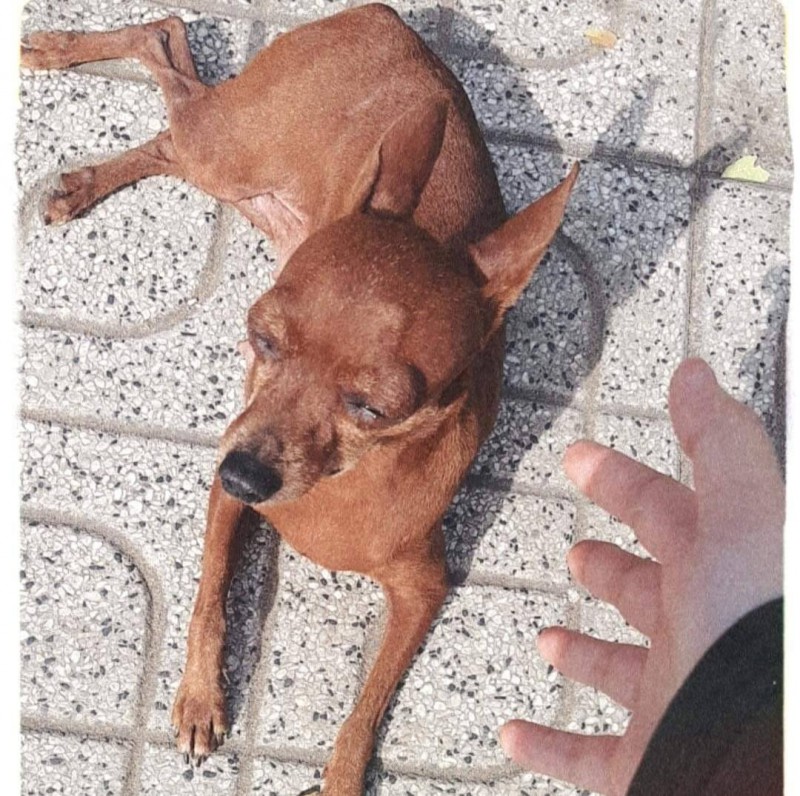 Đến lượt một chú chó ở tiệm photo bị lập page anti vì tội hay dí khách, 4 ngày đã có 3,5K followers - Ảnh 2.