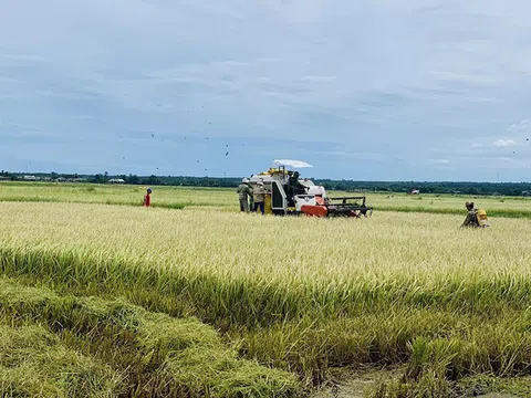 Toàn cầu lên cơn sốt, thế mạnh Việt Nam được vụ thu lớn