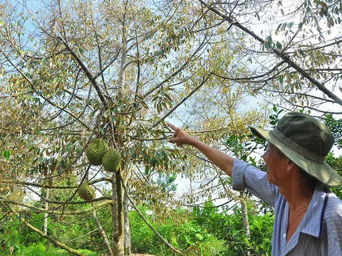 Nông dân đau đớn nhìn cây trái chết do hạn mặn lịch sử