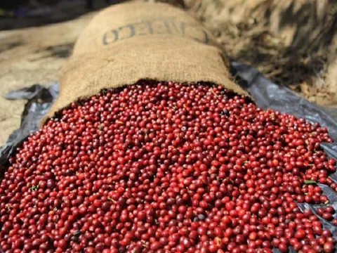 Giá cà phê hôm nay 14/4: Giá arabica lao dốc mạnh, áp lực tồn kho; nông dân Brazil mạnh tay bán đuổi