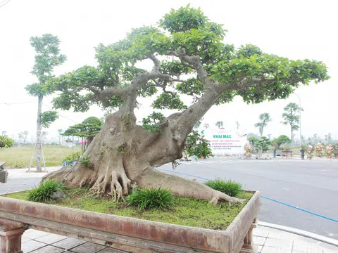 Cây sung thế "lạ" đại gia Hà thành "hét giá" 10 tỷ gây choáng