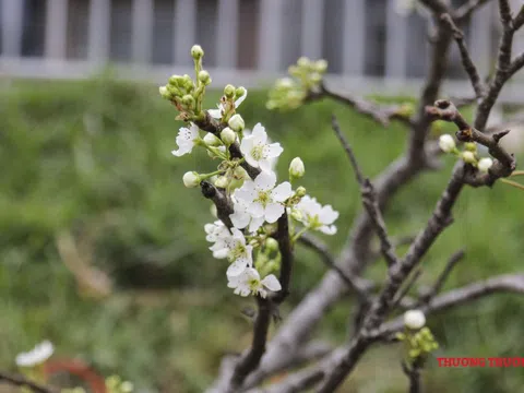 Người dân Hà Nội 'chen nhau' mua hoa lê chơi sau Tết Nguyên đán