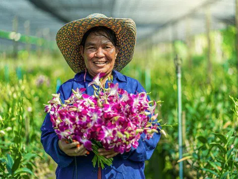 Nghịch lý "chơi lan": Nơi bán tiền tỷ, nơi vứt bỏ vì ế không ai mua