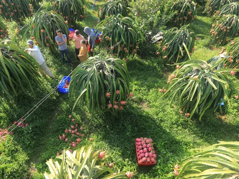 Thanh long Bình Thuận tăng giá thế nào mà nông dân vùng trồng nói câu ấm lòng?