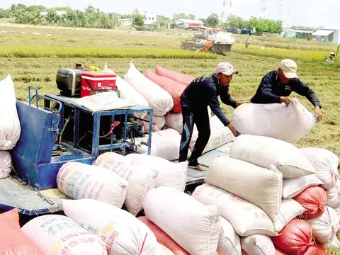 Xuất khẩu gạo "tê liệt" do đứt gãy chuỗi cung ứng