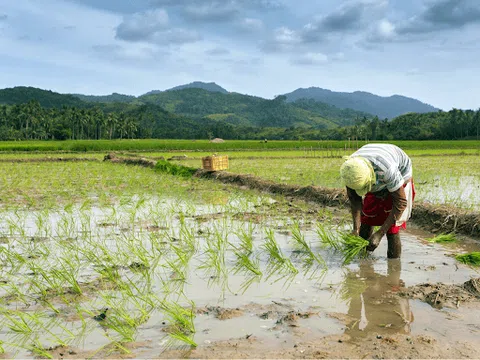 Giá phân bón leo thang “đe dọa” vụ lúa mới ở Đông Nam Á