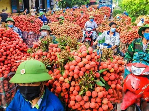 Vải thiều Việt Nam có giá 600.000 đồng/kg tại Australia