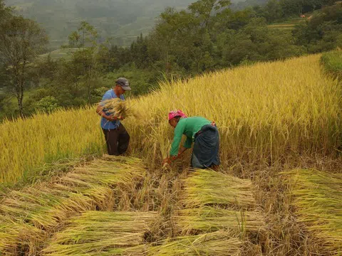 Việt Nam có nhiều tiềm năng phát triển nông nghiệp xanh