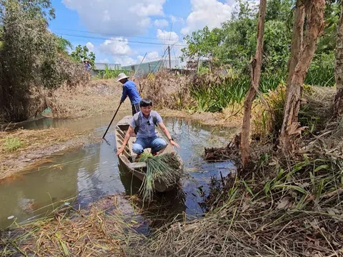 Tiền Giang: Trồng cỏ bàng thay đổi số phận người nông dân