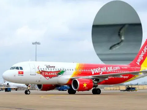 Phát hiện rắn trong khoang hành khách máy bay của Vietjet Air